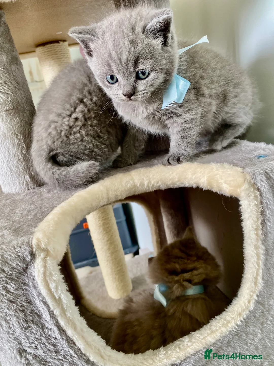 British Shorthair cats for sale: Pure British shorthair kittens Genetically tested - Advert 1