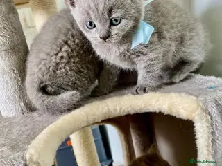 British Shorthair cats Pure British shorthair kittens Genetically tested - Advert 1