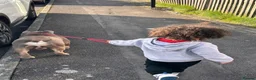 English Bulldog dogs for stud: 💚 KYLO 💚 - Advert 8
