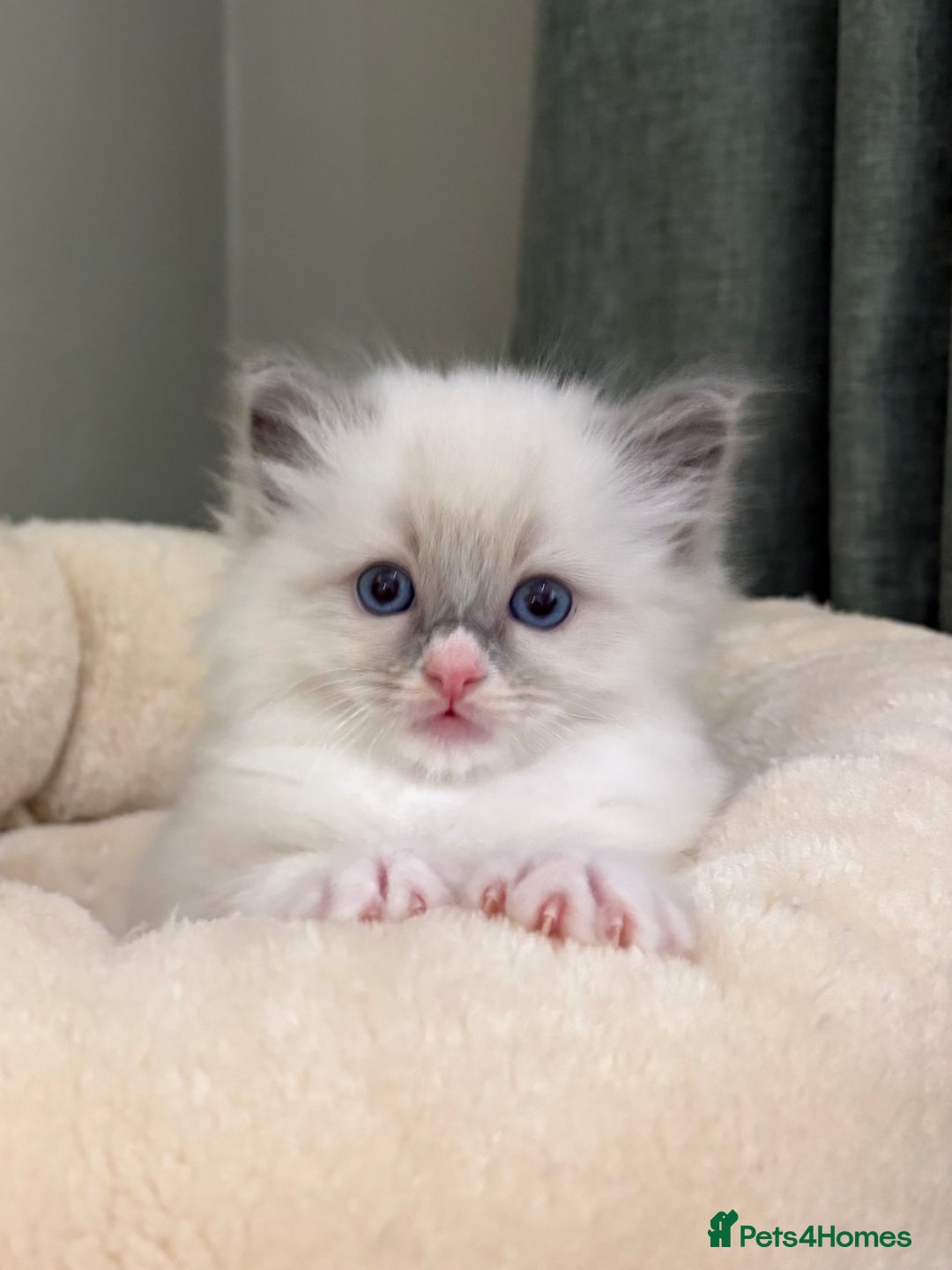 Ragdoll cats for sale: Gccf ragdolls ready 12th Jan  - Advert 15