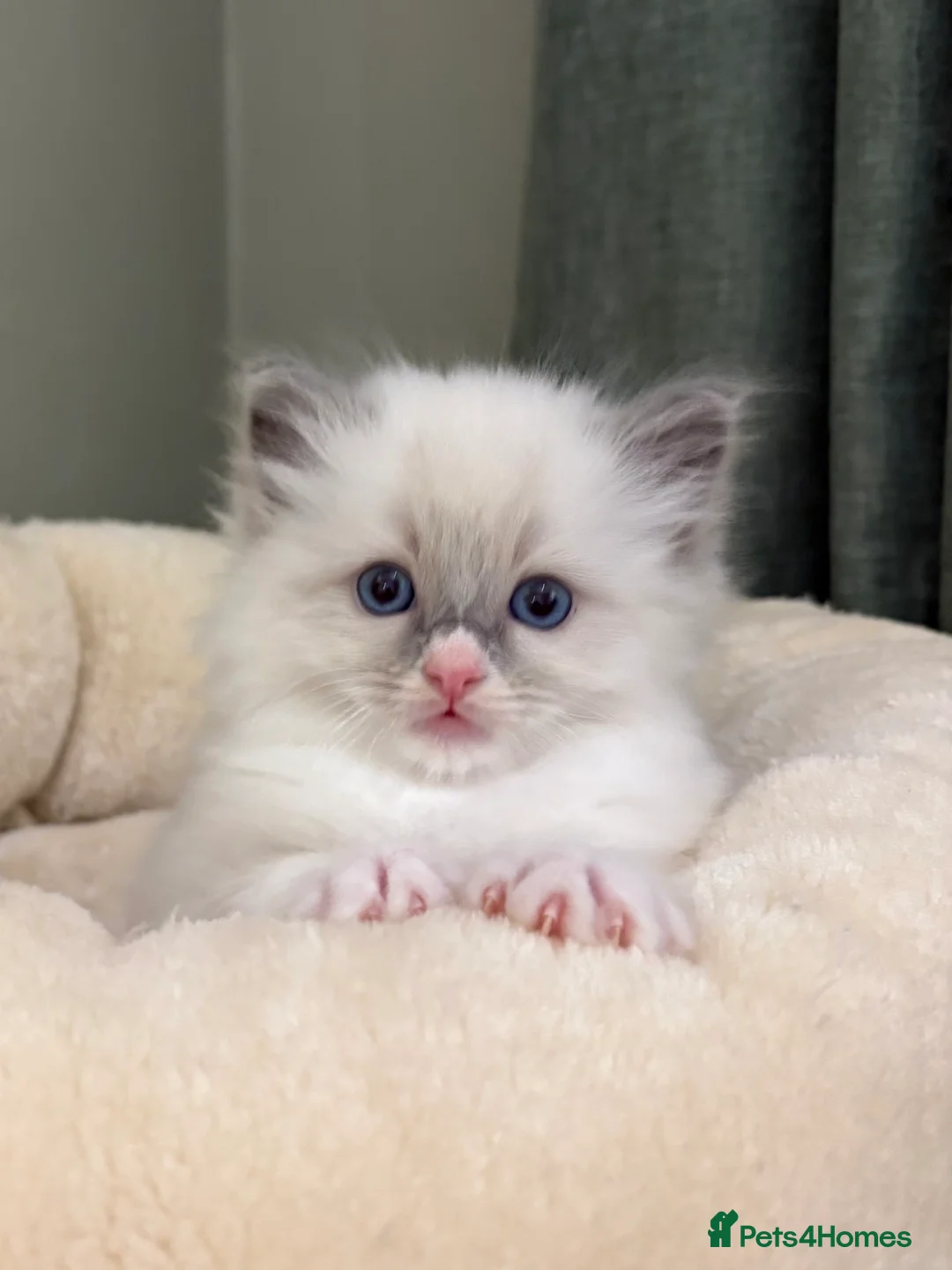 Ragdoll cats for sale: 2 boys ready now - Advert 20