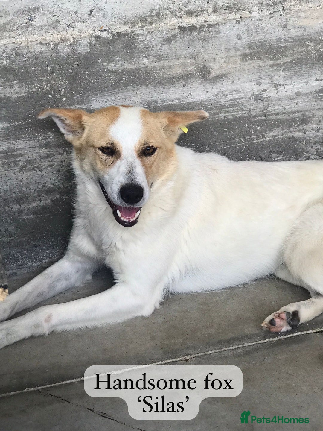 Mixed Breed dogs for adoption: Silas. 4 yrs approx. Available for adoption. in Brixham - Image 17