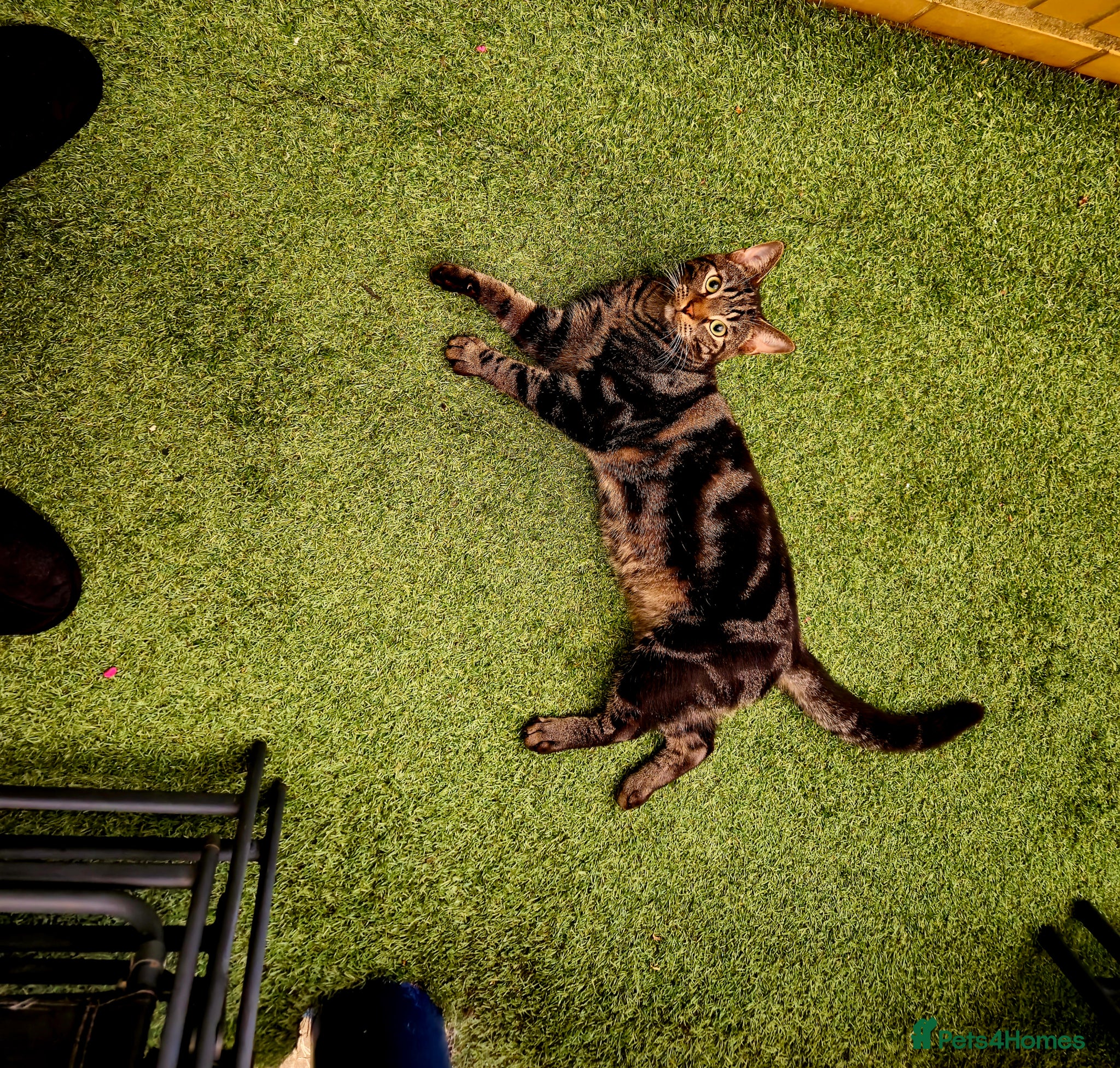 Mixed Breed cats Male tabby cat neutered (south london)  - Advert 3