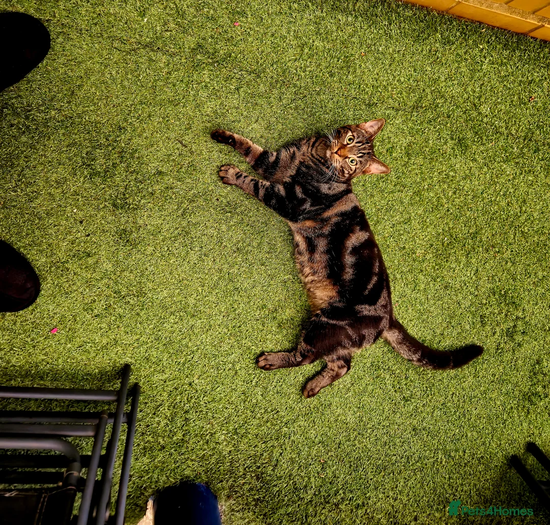 Mixed Breed cats for sale: Male tabby cat neutered (south london)  in Beckenham - Advert 1