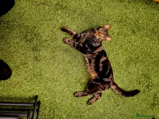 Mixed Breed cats Male tabby cat neutered (south london) - Advert 4