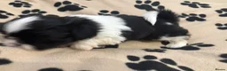 Shih Tzu dogs for sale: Beautiful Home reared Shih Tzu Puppies - Advert 15