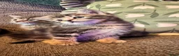 Mixed Breed cats for sale: Stunning kittens 🐈‍⬛ - Advert 15