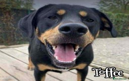 Mixed Breed dogs for adoption: Toffee and Treacle waiting for someone to love  - Image 3
