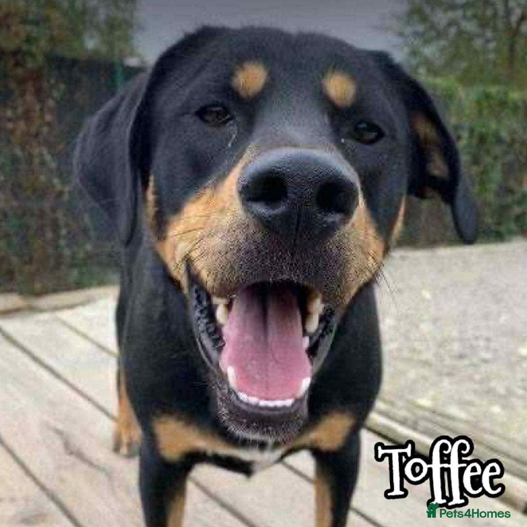 Mixed Breed dogs for adoption: Toffee and Treacle waiting for someone to love  - Image 3