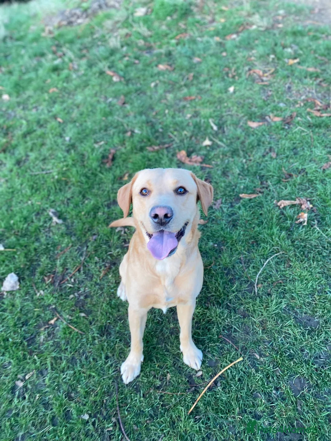 Labrador Retriever dogs for stud: Proven Health tested Lab Stud  in Chesterfield - Advert 5