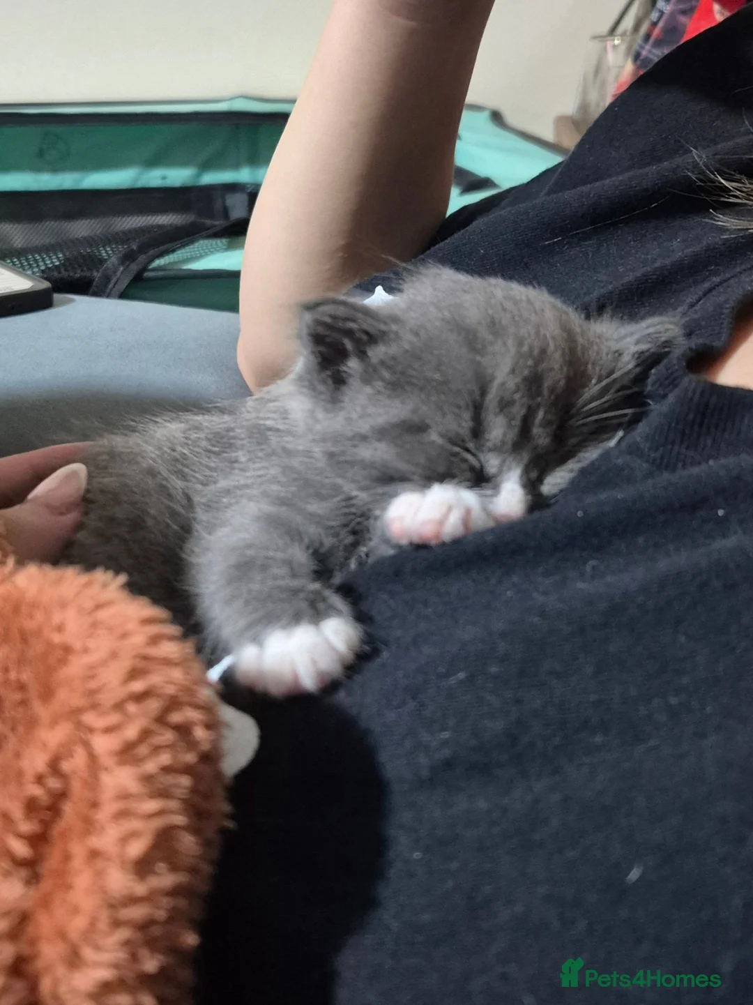 Mixed Breed cats for sale: 3 x fluffy grey and 1 champagne/cream kitten in Yelverton - Advert 2