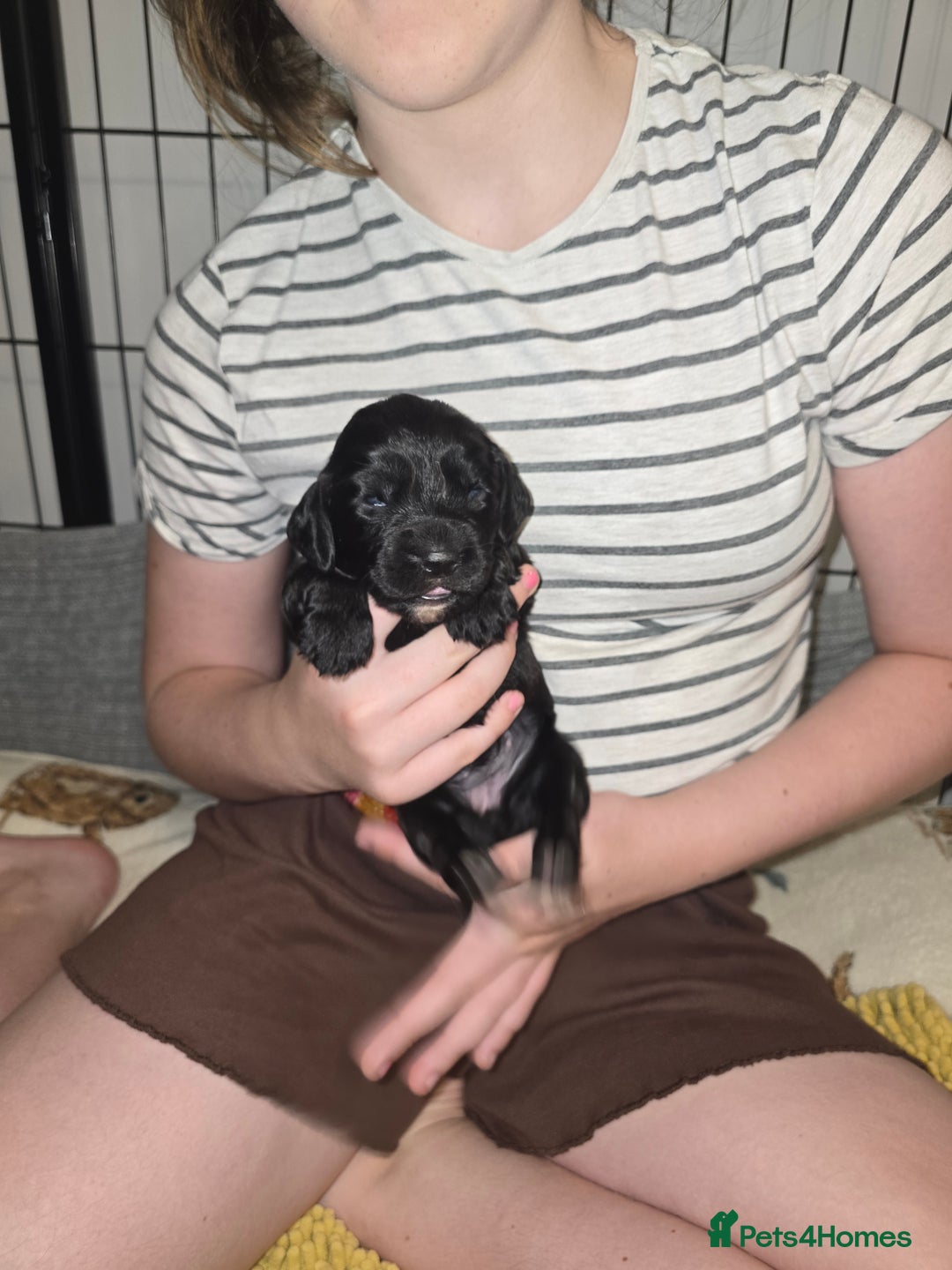 Sprocker dogs for sale: 9 Beautiful Sprocker puppies for sale - Image 11