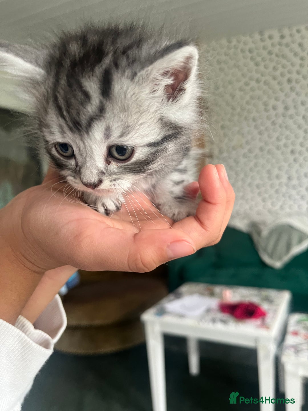 Mixed Breed cats for sale: British longhair cross kittens  - Image 14