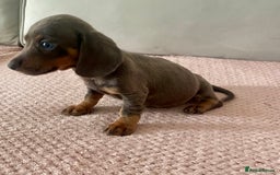 Dachshund dogs for sale: ‼️ miniature blue and tan boy‼️ - Image 3