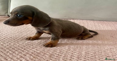 Dachshund dogs - Advert 11