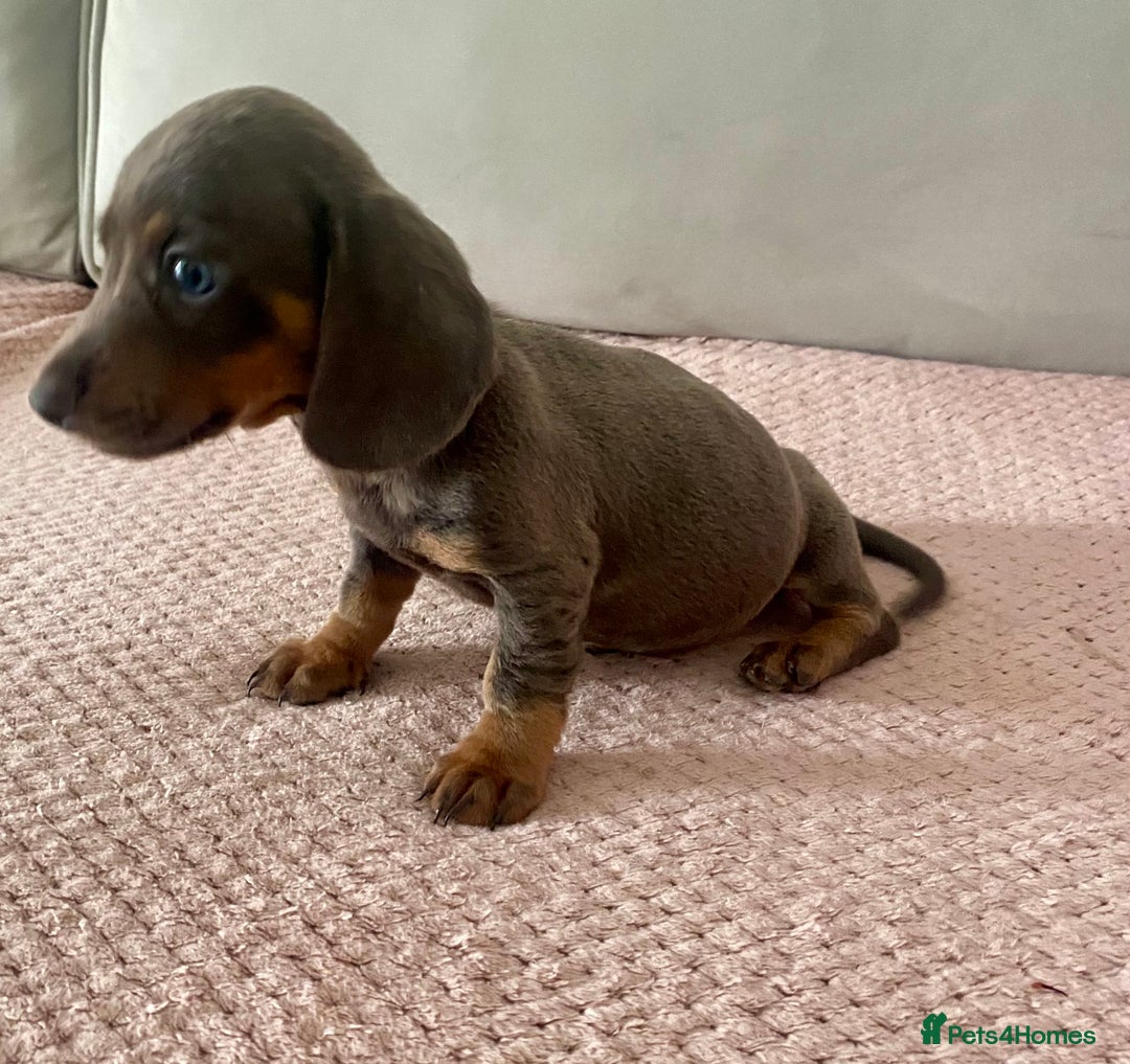 Dachshund dogs for sale: ‼️ miniature blue and tan boy‼️ - Image 3