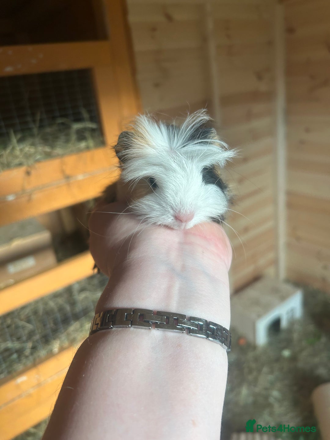 Guinea Pig rodents for sale: 3 male longhair guinea pigs  - Image 5