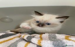 Ragdoll cats for sale: 💛💛💛Ragdolls💛💛💛 - Image 8