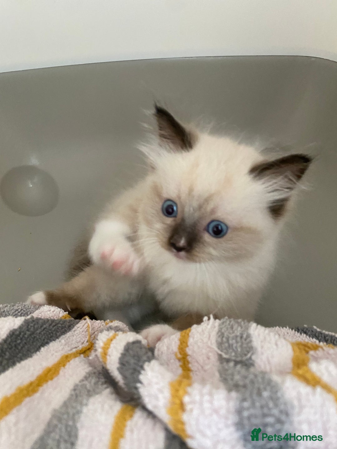 Ragdoll cats for sale: 💛💛💛Ragdolls💛💛💛 - Image 8