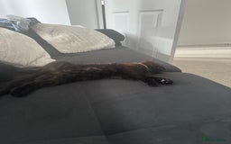British Longhair cats for sale: 4 month old kitten for rehoming  - Image 6
