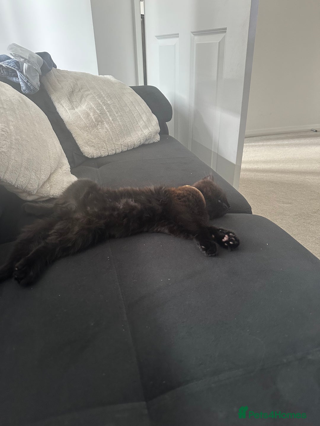 British Longhair cats for sale: 4 month old kitten for rehoming  - Image 6