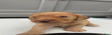 Cockapoo 4