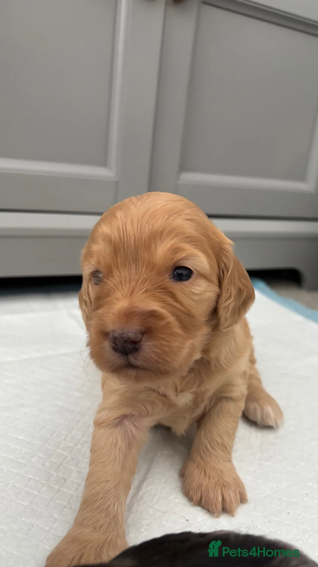 Cockapoo dogs for sale: STUNNING COCKAPOOS  in York - Advert 10