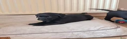 Labrador Retriever dogs for sale: Beautiful Black Labrador Pups - Advert 15