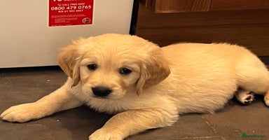 Golden Retriever dogs - Advert 6