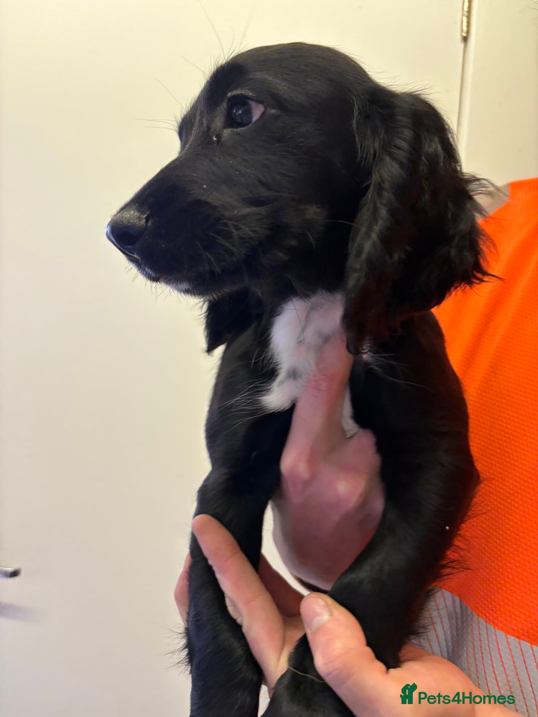 Cocker Spaniel dogs for sale: Two gorgeous male KC cocker spaniels - Image 5