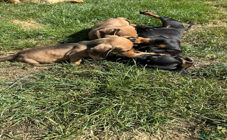 Miniature Dachshund dogs - Advert 2