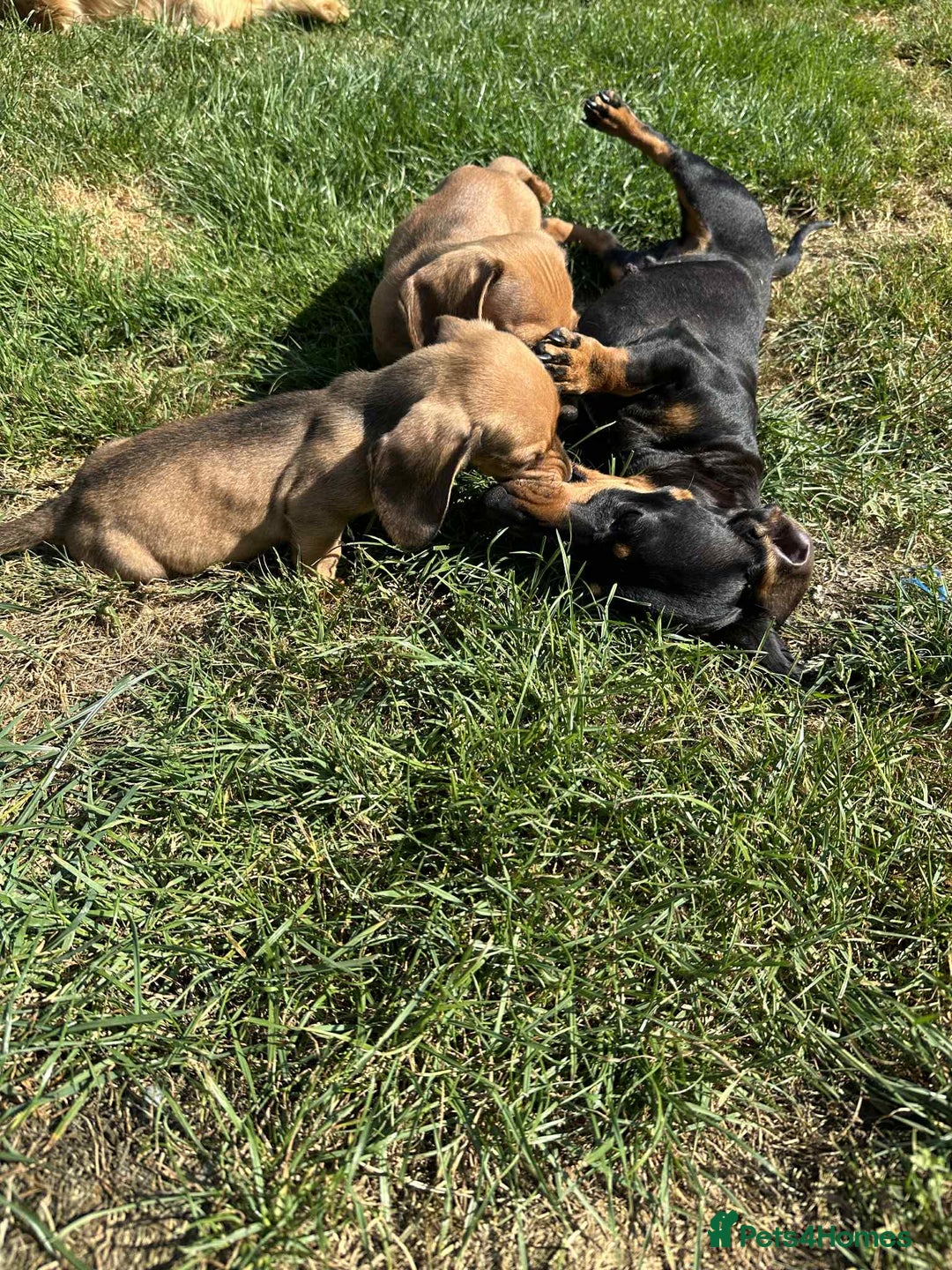 Miniature Dachshund dogs for sale: Miniature smooth haired dachshund puppies - Image 4