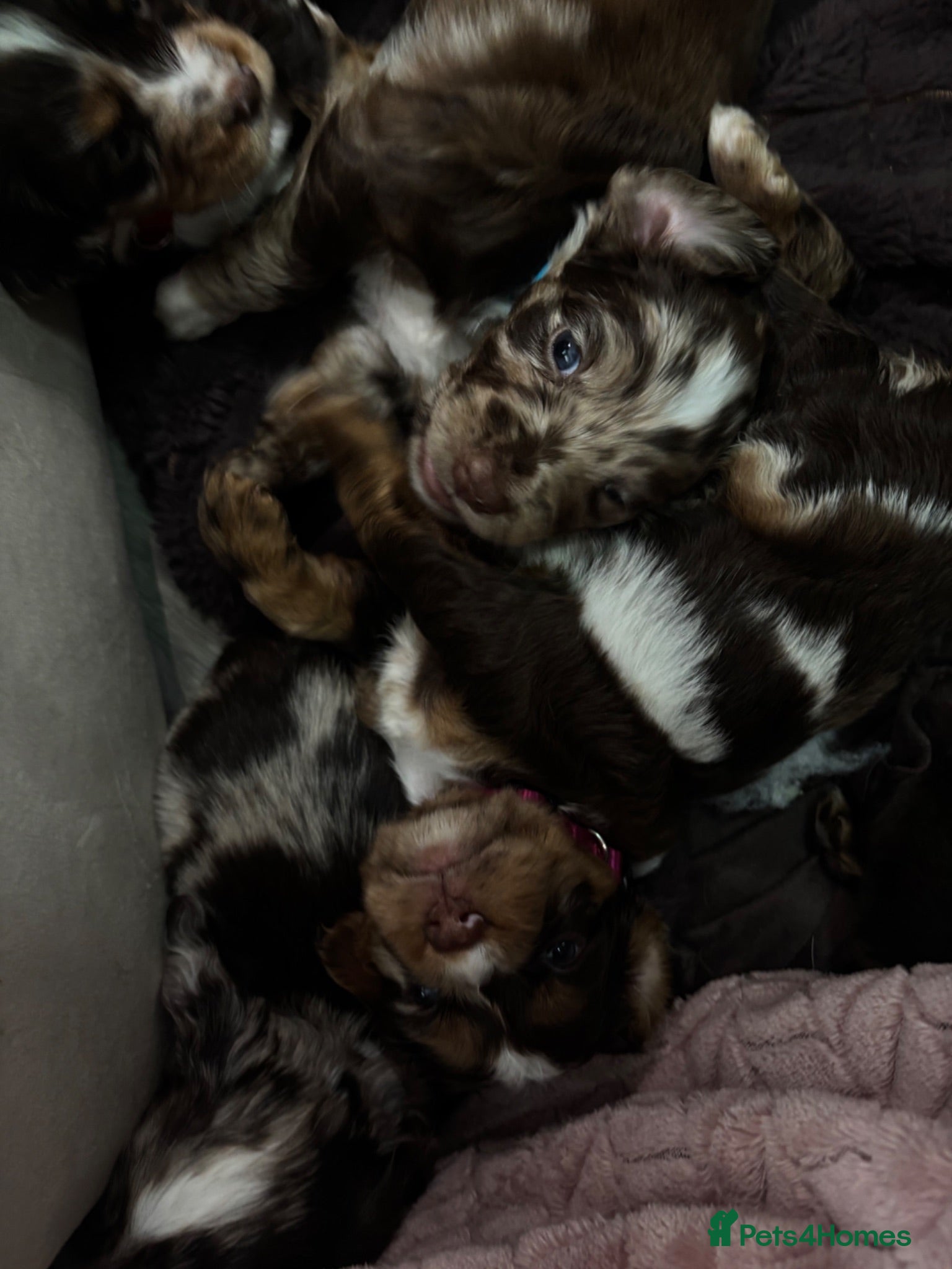 Cocker Spaniel dogs Working cocker spaniels, litter of 8. - Advert 5
