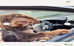 Cockapoo dogs for sale: Adorable F2b Cockapoo Puppies – Ready to Reserve  - Image 4
