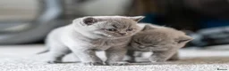 British Shorthair cats for sale: British Shorthair kittens ACTIVE/Non-active - Advert 9
