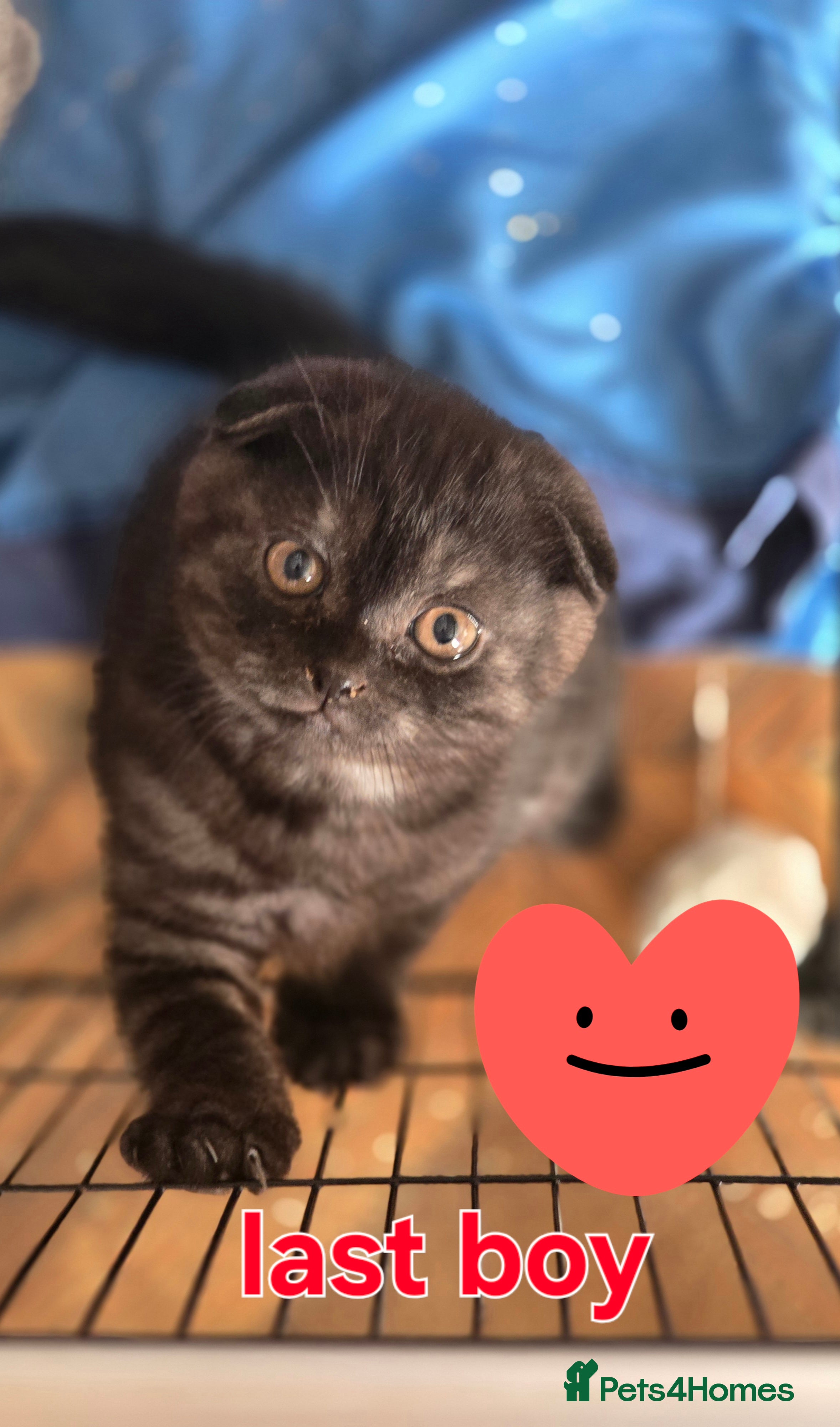 Scottish Fold cats 🥰LAST  BOY 💜🩵 - Advert 1