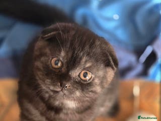 Scottish Fold cats 🥰LAST BOY 💜🩵 - Advert 1