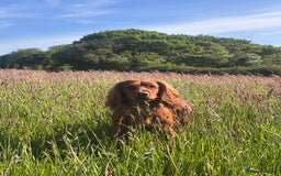 Cocker Spaniel dogs for stud: Working Red Cocker Spaniel Stud - Image 4