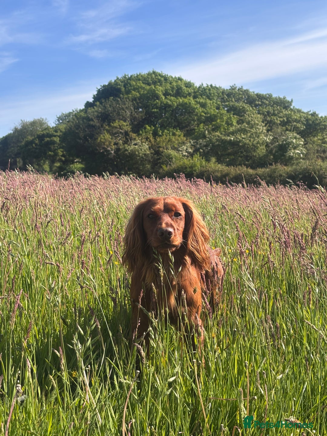 Cocker Spaniel dogs for stud: Working Red Cocker Spaniel Stud - Image 4
