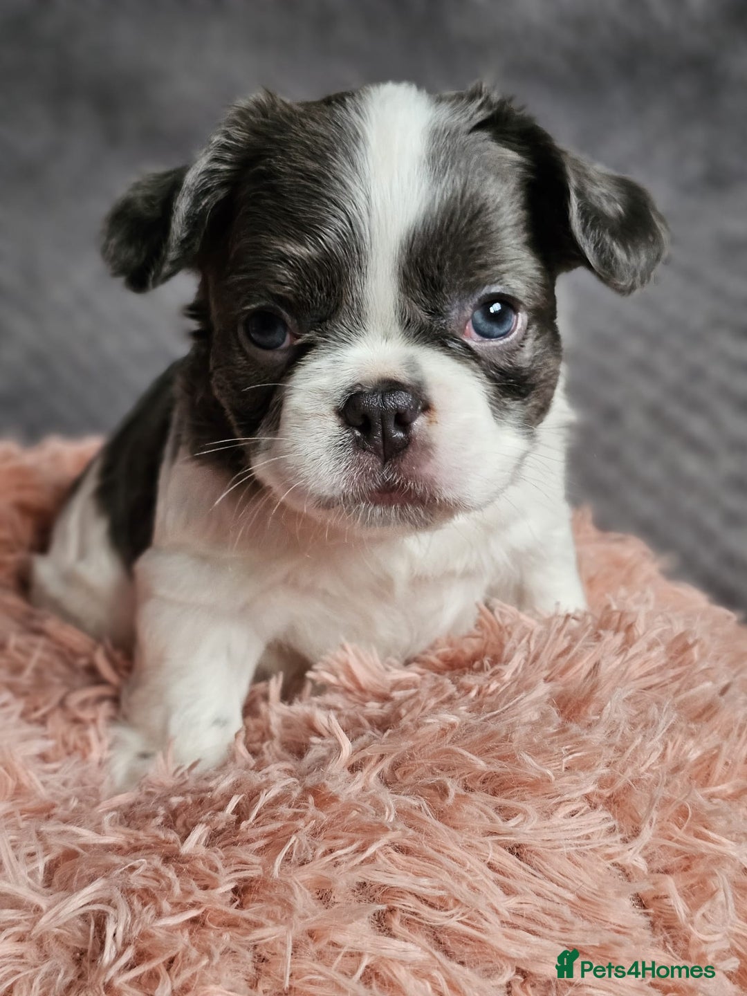 French Bulldog dogs for sale: Beautiful Fluffy French bulldogs - Image 2