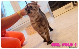 Scottish Fold cats for sale: Adorable scottish fold kittens - Image 2