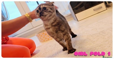 Scottish Fold cats - Advert 5
