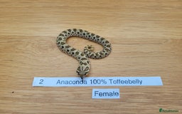 Snake reptiles for sale: Western Hognose CB25 babies UPDATED - Image 11