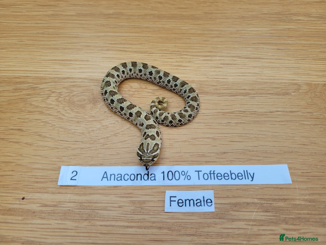 Snake reptiles for sale: Western Hognose CB25 babies UPDATED - Image 11