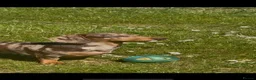 Miniature Dachshund dogs for stud: Miniature dachshund for stud - Advert 3