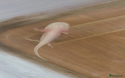 Axolotl reptiles for sale: Axalotyls for sale  - Image 6