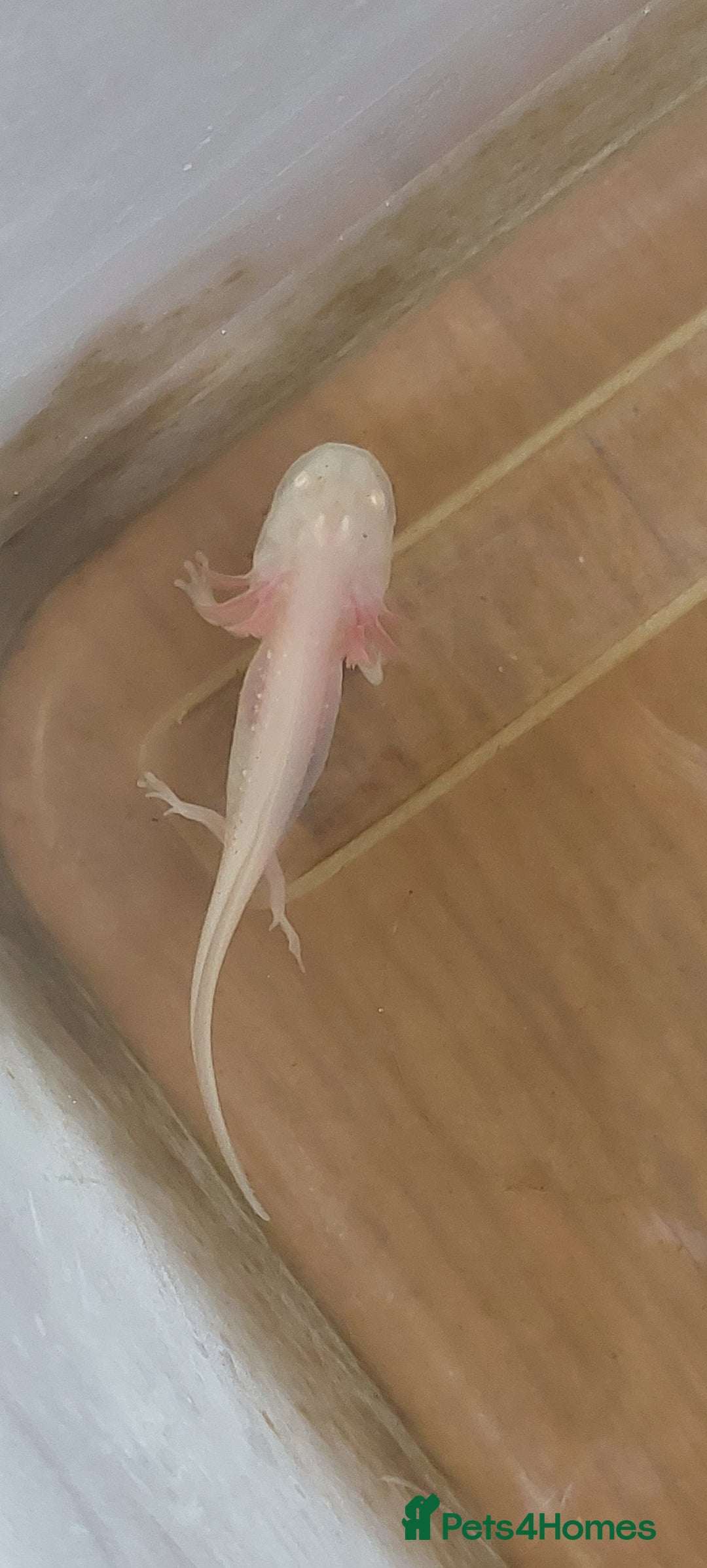 Axolotl reptiles for sale: Axalotyls for sale  - Image 6