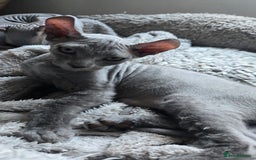 Sphynx cats for sale: Elf Sphynx Kittens  - Image 29