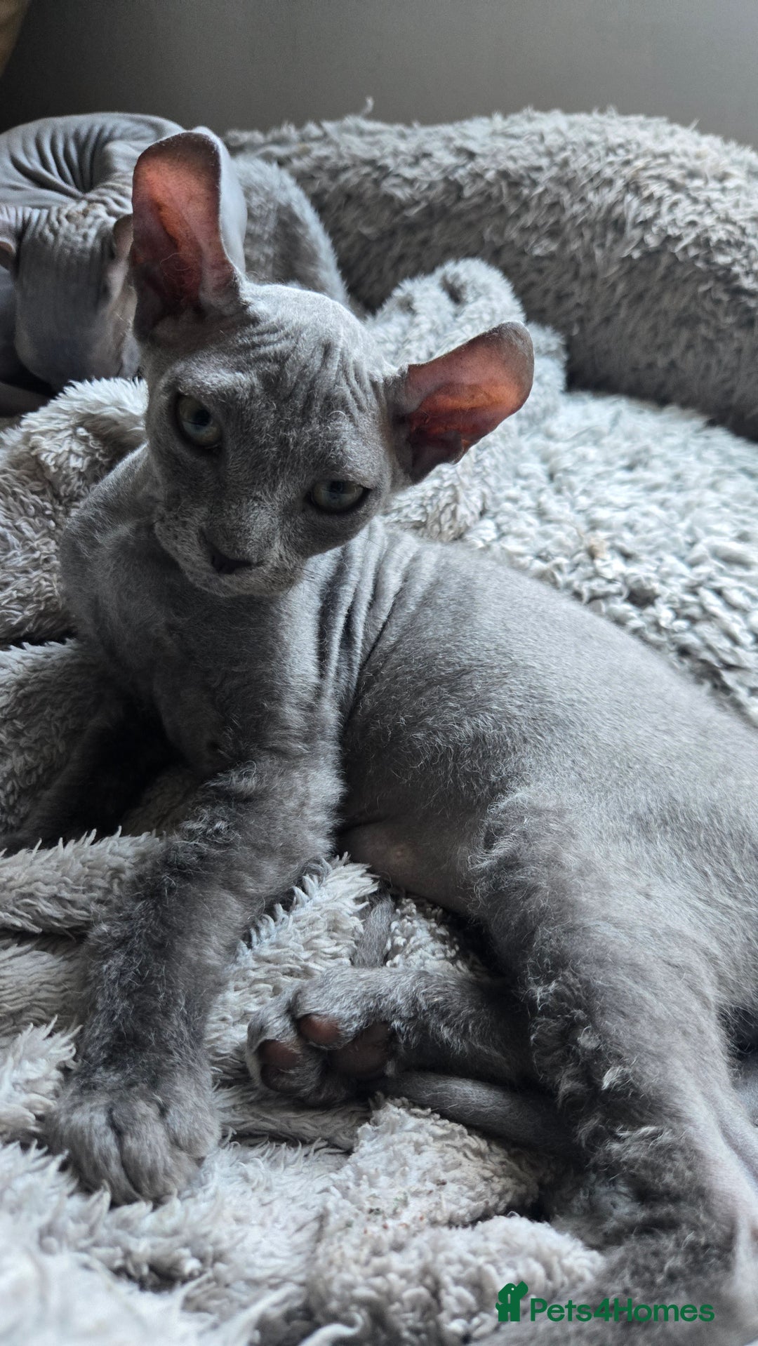 Sphynx cats for sale: Elf Sphynx Kittens  - Image 29