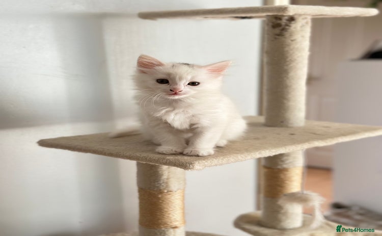 Turkish Angora cats - Advert 2